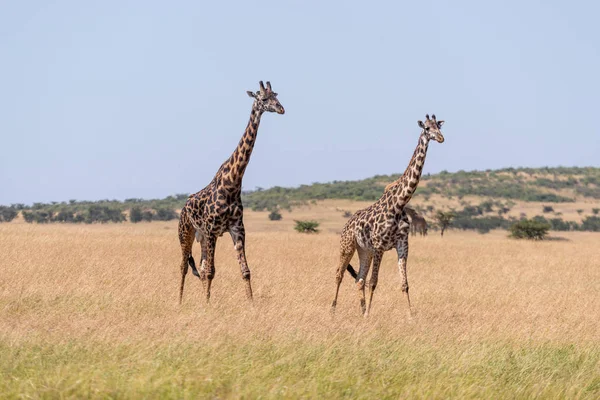 Deux Girafes Masai Marchant Côte Côte Sur Savane — Photo