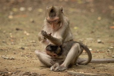 Uzun kuyruklu maymun, bebek taşırken elini muayene eder.