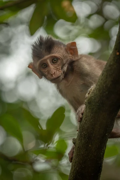 Baby Langschwanzmakaken Blickt Von Baum Herab — Stockfoto