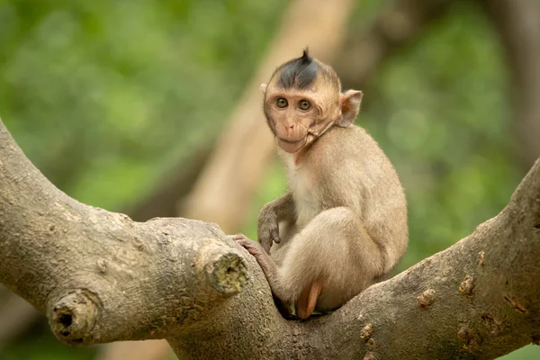 Baby Long Tailed Macaque Branch Faces Camera — Stock Photo, Image