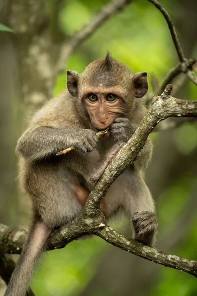 Bébé Macaque Longue Queue Sur Rameau Rongeur — Photo