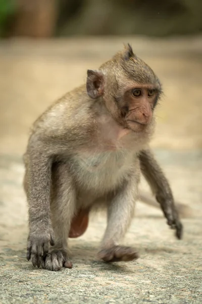 Bébé Macaque Longue Queue Court Sur Chemin Bétonné — Photo