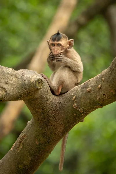 Bébé Macaque Longue Queue Met Les Mains Bouche — Photo