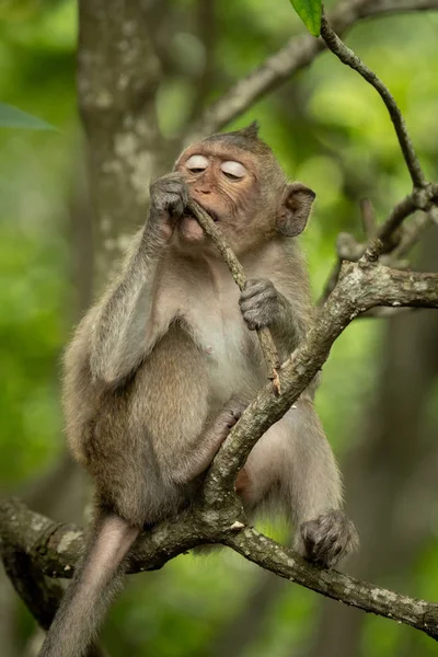 Bébé Macaque Longue Queue Sur Branche Avec Rameau — Photo