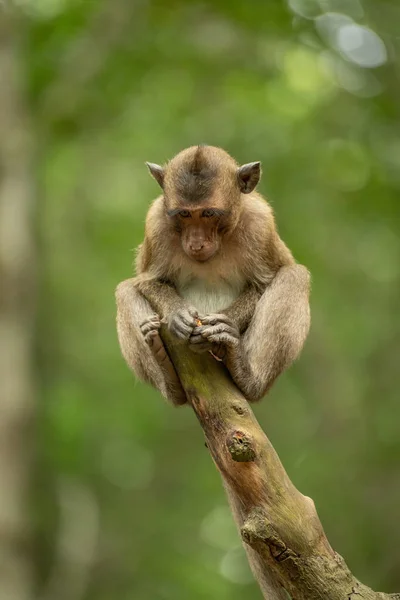 Bebé Cola Larga Macaco Muñón Mirando Hacia Abajo — Foto de Stock