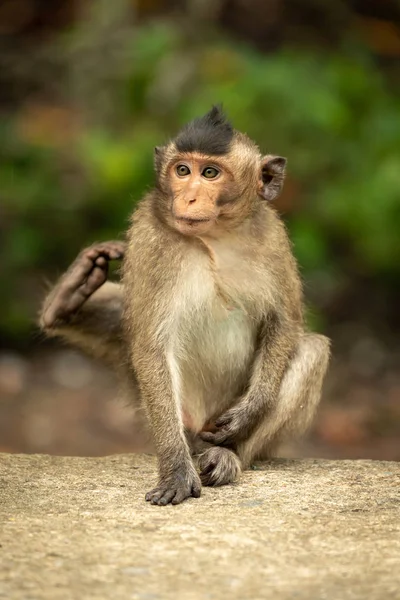 Bébé Macaque Longue Queue Gratte Sur Mur — Photo