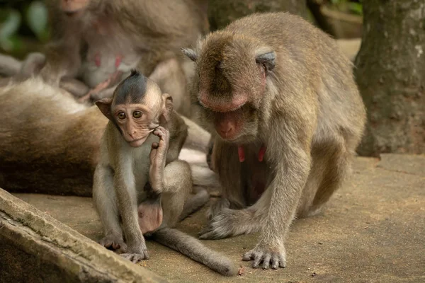 Dítě Dlouhým Ocasem Macaque Škrábance Sama Matka — Stock fotografie