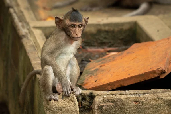 Bébé Macaque Longue Queue Assis Sur Coin Mur — Photo