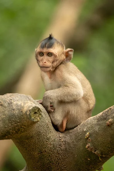 Bébé Macaque Longue Queue Assis Dans Une Branche Fourchue — Photo