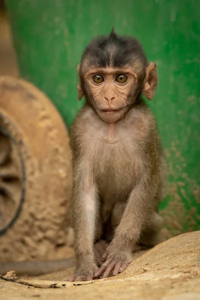 Bébé Macaque Longue Queue Assoit Par Roue Poubelle — Photo