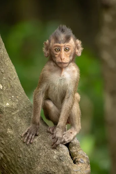 Bébé Macaque Longue Queue Est Assis Sur Tronc Arbre — Photo