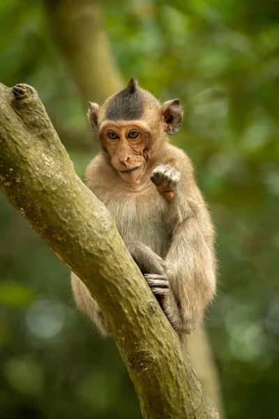 Baby Langschwanzmakaken Sitzt Auf Grünem Ast — Stockfoto