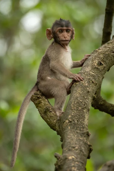 Bebê Macaco Cauda Longa Senta Alto Árvore — Fotografia de Stock