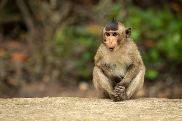 Bébé Macaque Longue Queue Assis Avec Bouche Ouverte — Photo