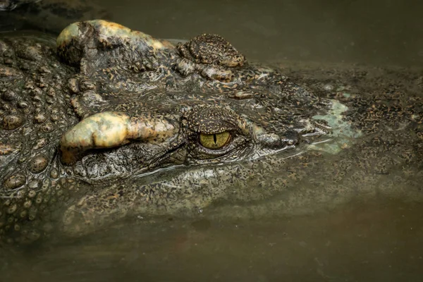 Krokodilfej Közelsége Sáros Vízben — Stock Fotó