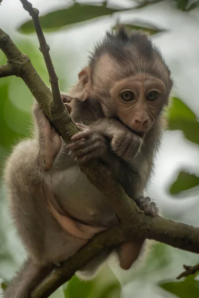 Bébé Macaque Longue Queue Assis Dans Arbre Feuilles — Photo