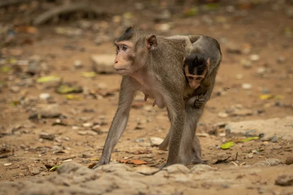 마카크 원숭이가 새끼를 데리고 다닌다 — 스톡 사진