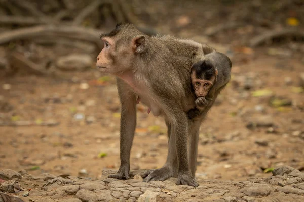 Uzun Kuyruklu Maymun Kumlu Kayalarda Bebek Taşıyor — Stok fotoğraf