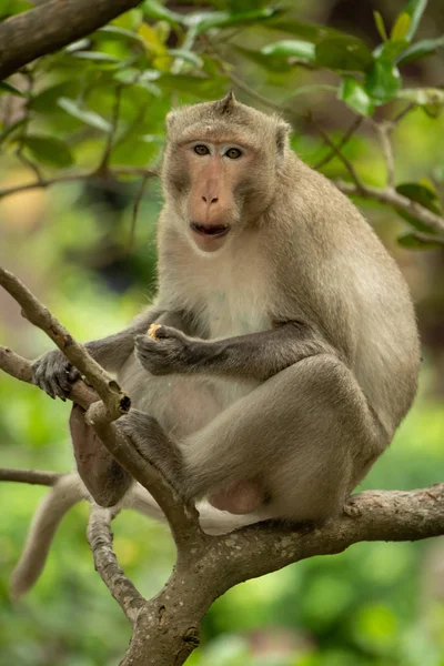 Dlouhoocasý Macaque Kameře Obrácené Stromu — Stock fotografie