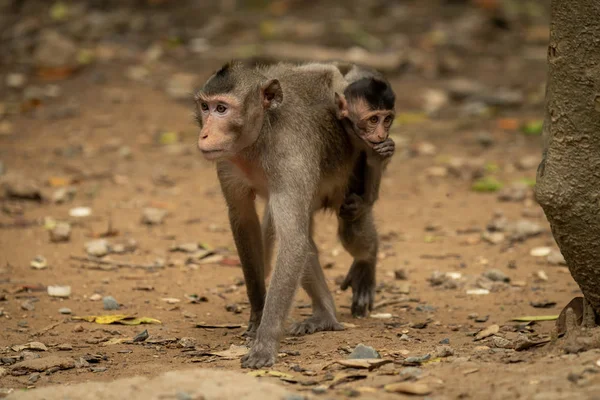 Uzun Kuyruklu Maymun Bebeği Yapraklı Zeminde Taşıyor — Stok fotoğraf