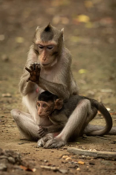 Dlouhoocasý Macaque Ženich Ruku Při Držení Dítěte — Stock fotografie