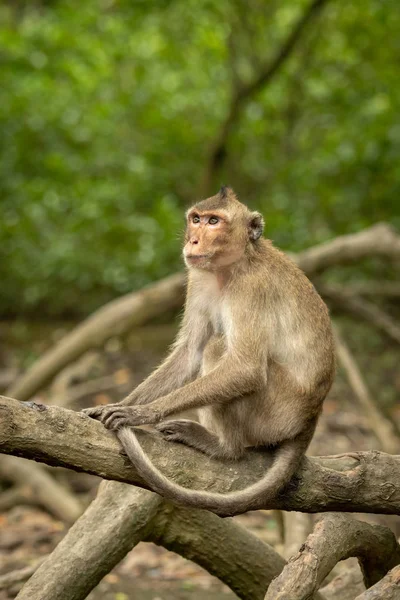 Macaque Longue Queue Sur Racine Mangrove Lève Les Yeux — Photo