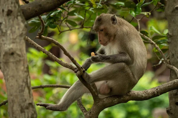 Macaco Coda Lunga Ramo Guarda Biscotto — Foto Stock