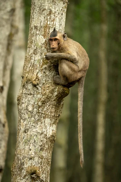 Langschwanzmakaken Auf Baum Mit Schwanz Baumeln — Stockfoto