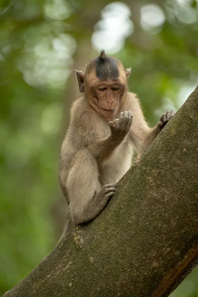 Macaque Longue Queue Concerne Objet Brillant Main — Photo