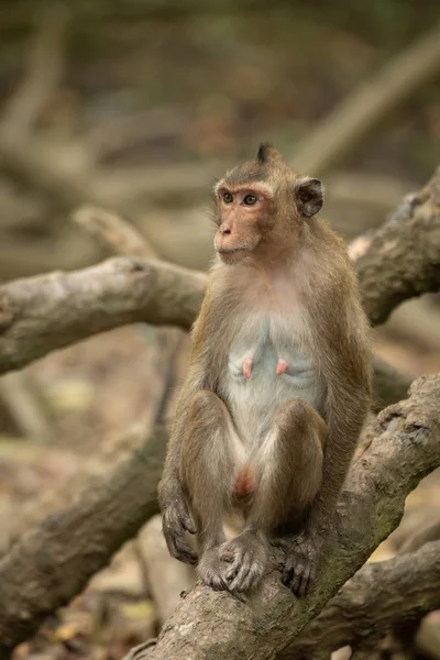 Macaque Longue Queue Est Assis Parmi Les Racines Enchevêtrées Mangrove — Photo