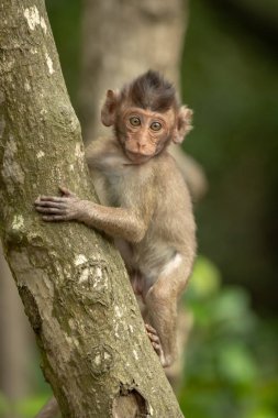 Bebek uzun kuyruklu makak ağaçta kameraya bakıyor.