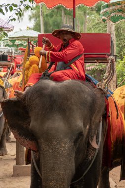 Fil ile kırmızı böyle üzerinde fil esnemek