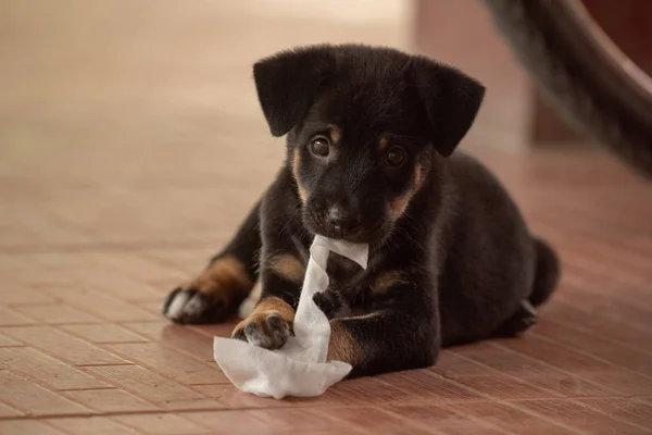 Cachorro Rasgando Los Tejidos Suelo Baldosas — Foto de Stock