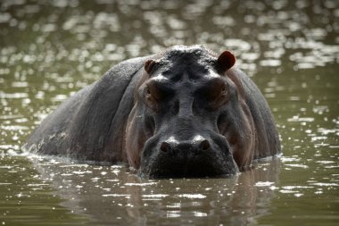 Su aygırı nehirden kameraya tehditkar bir şekilde bakıyor