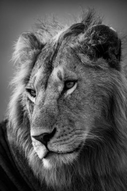 Mono close-up of male lion with catchlights clipart