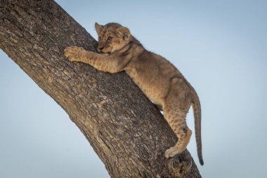 Aslan yavrusu sola bakan ağaca tutunuyor