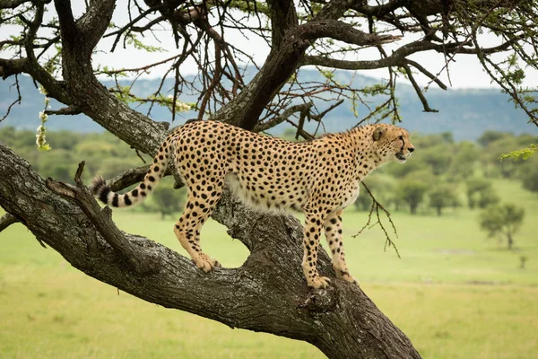 Chita macho fica em prados de exploração de árvores — Fotografia de Stock