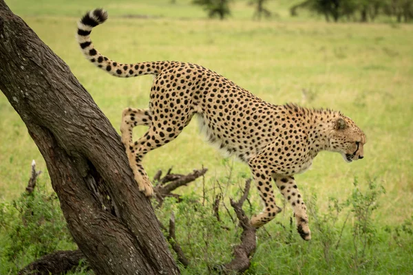 Mannelijke Cheetah springt van boom in Savannah — Stockfoto