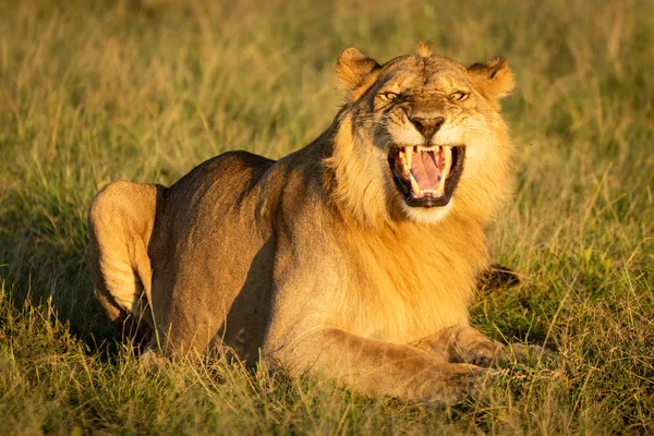 Löwenmännchen zeigt Reaktion auf Gras — Stockfoto