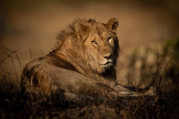 Мужчина лев лежит в камере наблюдения за травой — стоковое фото