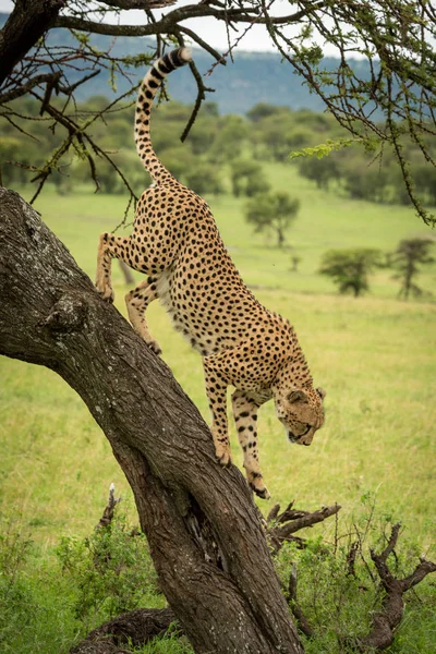 Чоловічий гепард готується стрибати з дерева — стокове фото