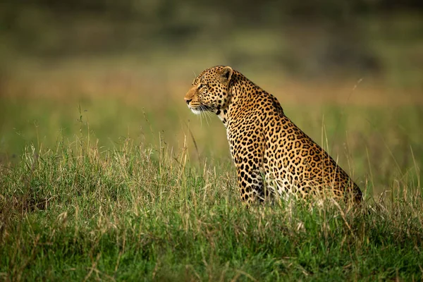 Homem leopardo senta-se em perfil na grama — Fotografia de Stock