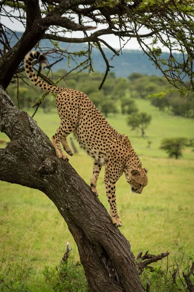 Чоловічий гепард йде вниз по стовбуру дерева — стокове фото