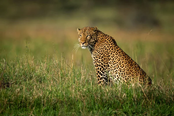 Male leopard sits staring in long grass — Stock Photo, Image