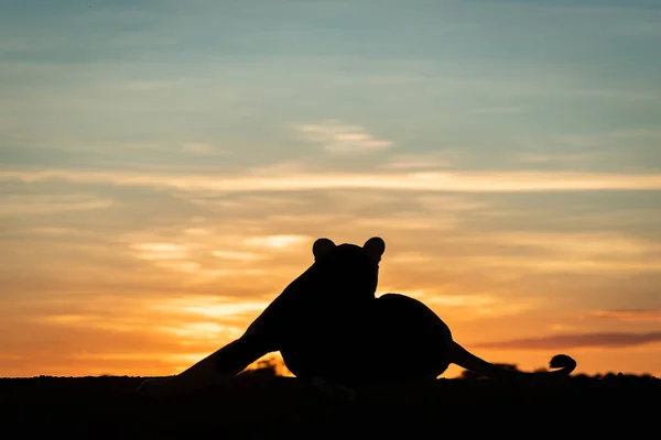 Η λέαινα κείτεται στην αυγή που τεντώνει το πόδι — Φωτογραφία Αρχείου