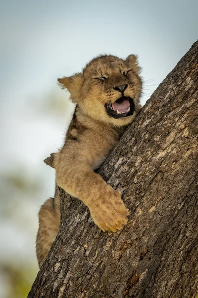 León cachorro yace bostezando en árbol tronco — Foto de Stock