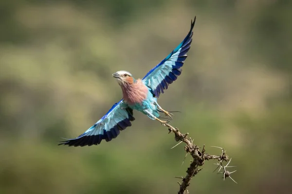 Lila-breasted roller neemt af van netelige tak — Stockfoto