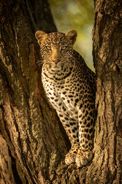 Leopárd méregette fényképezőgép-ból Villa-ból fa — Stock Fotó