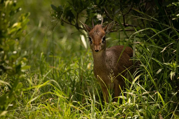 Kirk dik-dik in erba incorniciata da cespugli — Foto Stock