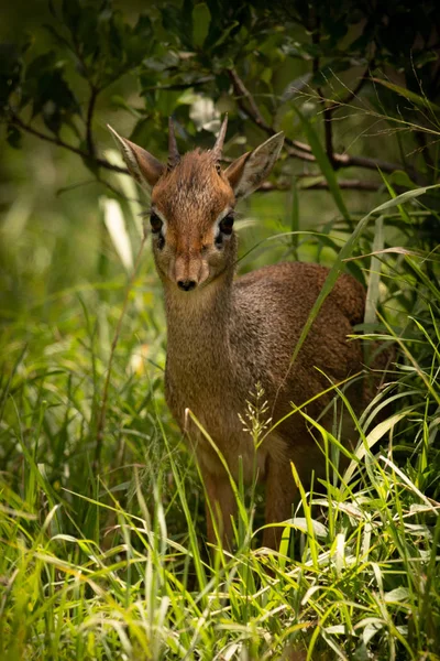 잔디와 덤불에 의해 프레임 커크 dik-dik — 스톡 사진